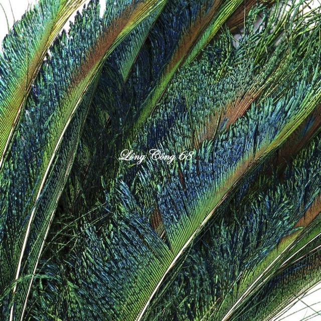 Lông công rìa tự nhiên loại đẹp 70-80cm | BigBuy360 - bigbuy360.vn