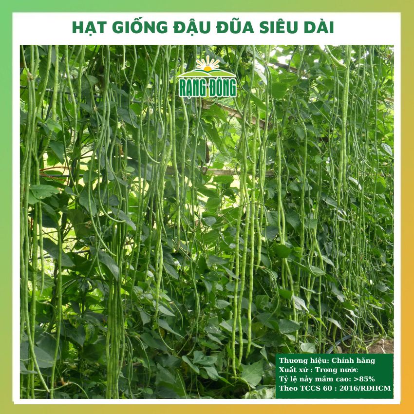 Hạt giống đậu đũa siêu dài - rau củ quả chịu nhiệt 4 mùa ngon ngọt tỉ lệ nảy mầm cao 10gr RADO 657