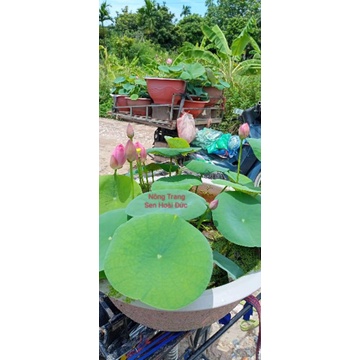 Sen Mini medow dòng sen mini siêu nụ