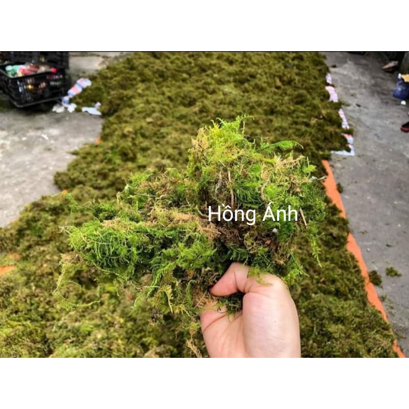 Rêu rừng xanh đã phơi khô, xử lý nấm
