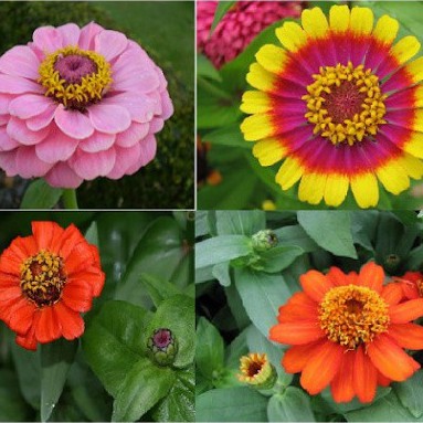 Hạt Giống Hoa Cúc Lá Nhám (gói 150 hạt, tặng phân)