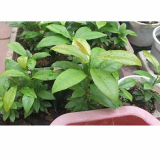 3 cây mai tứ quý