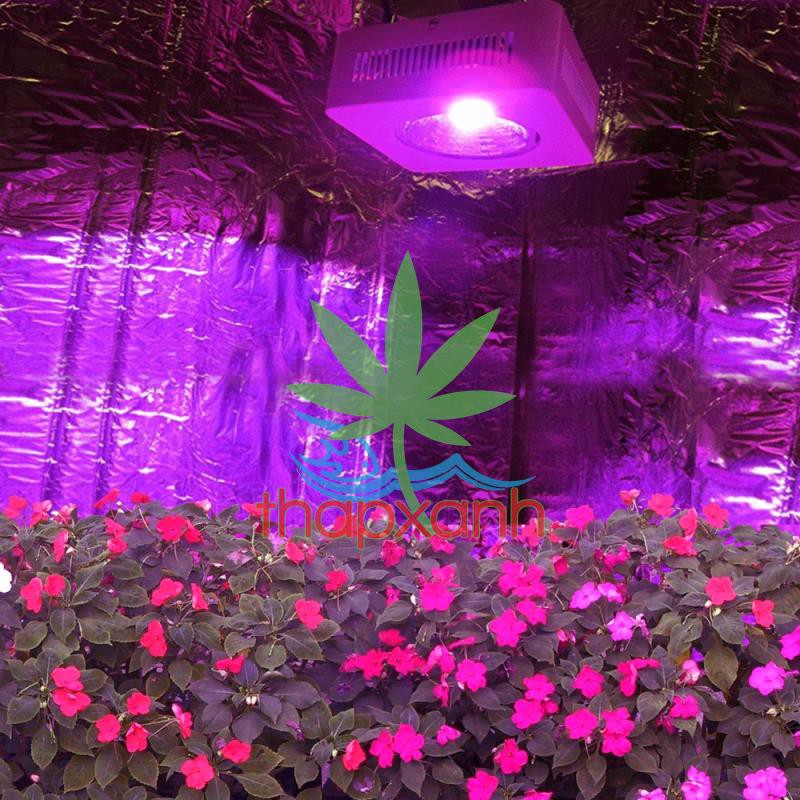 Đèn Led trồng cây trong nhà đủ phổ COB-1, Led grow light dual chip, đèn chuyên dụng trồng cây trong nhà