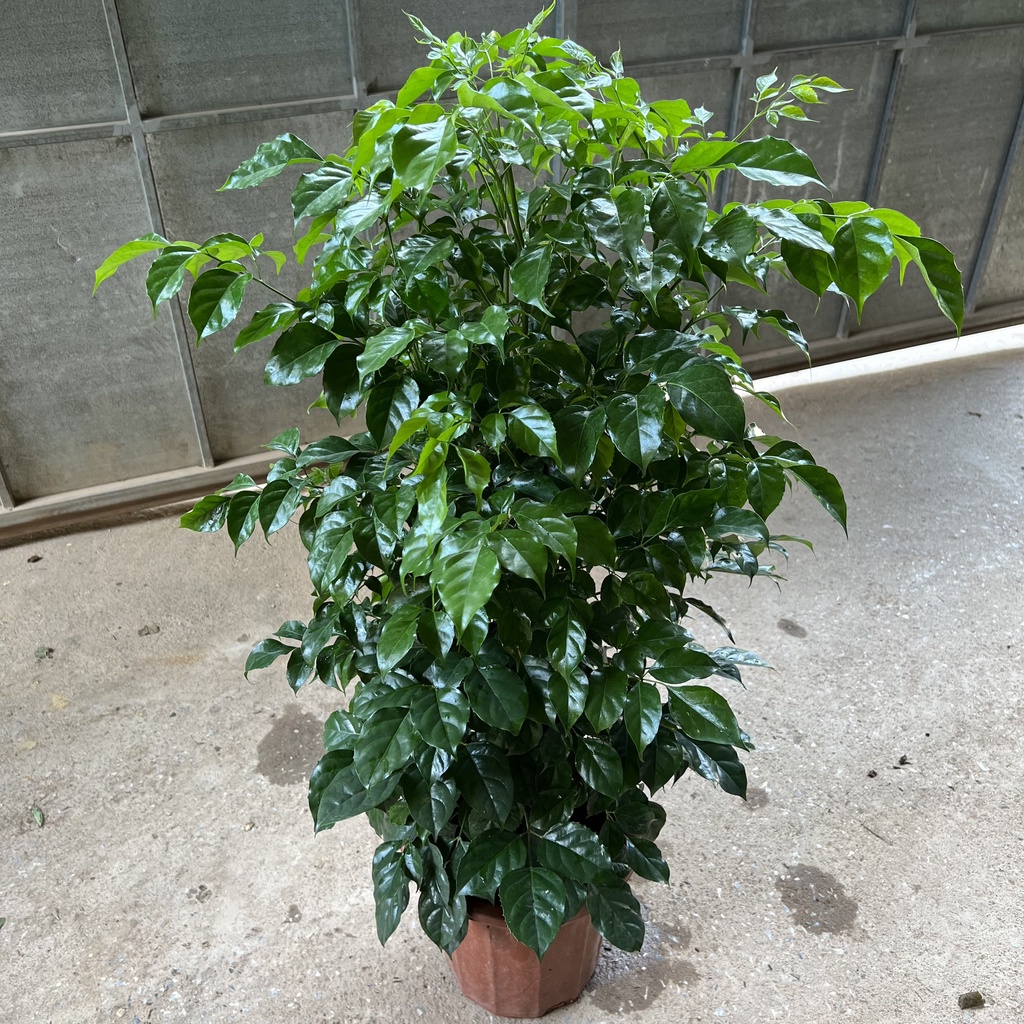 Cây hạnh phúc - cây hạnh phúc to Cao 80cm tán cực sum suê lá xanh mướt mang lại bình yên may mắn