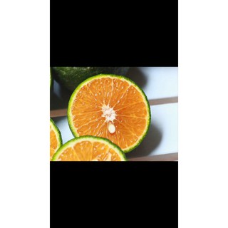 Cây cam sành và cam xoàn