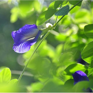 Hạt giống Đậu Biếc