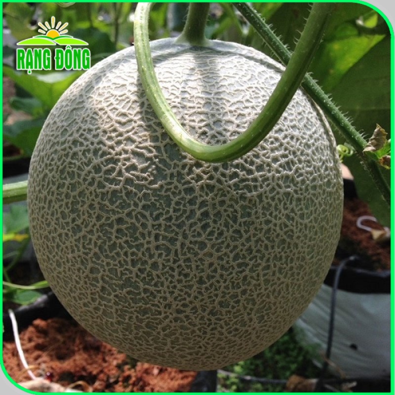 Hạt giống Dưa Lưới Ruột Xanh trồng quanh năm, dễ chăm sóc, trái to, thơm, ngọt (gói 10 hạt) - Hạt giống Rạng Đông