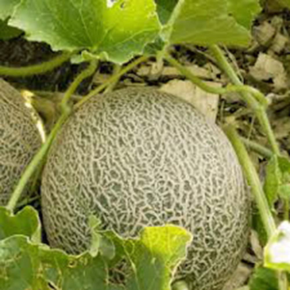 HẠT GIỐNG DƯA LWOIS SIÊU NGỌT Muskmellon, Edisto 47 Sweet, Heirloom, Organic, Sweet and Delicious