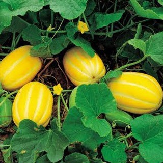 Hạt giống cây Dưa Lê Thơm Siêu Ngọt - 10 Hạt