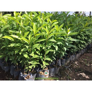 Cây Lá Vối Nếp