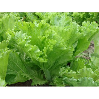 Hạt giống Cải BẸ MÀO GÀ 10gr- Rau củ quả trồng tại vườn, sân thượng, nông trang, ban công