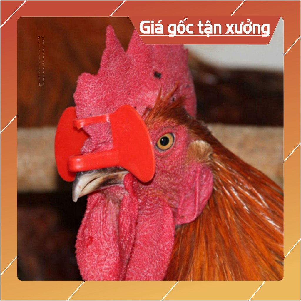KÍNH KẸP CHO GÀ ĐÔNG TẢO BỘ 100 KÍNH