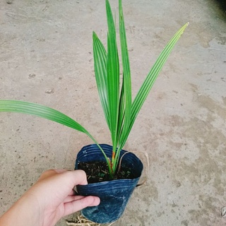Cây Chà Là Trung Đông
