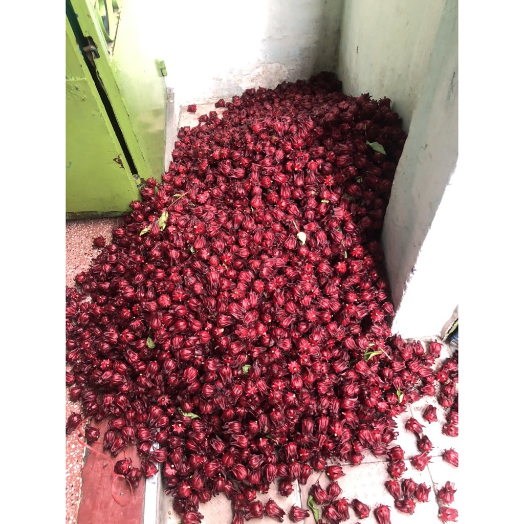 1kg Hoa Atiso đỏ tươi (Hoa bụp giấm/Hoa Hibiscus)