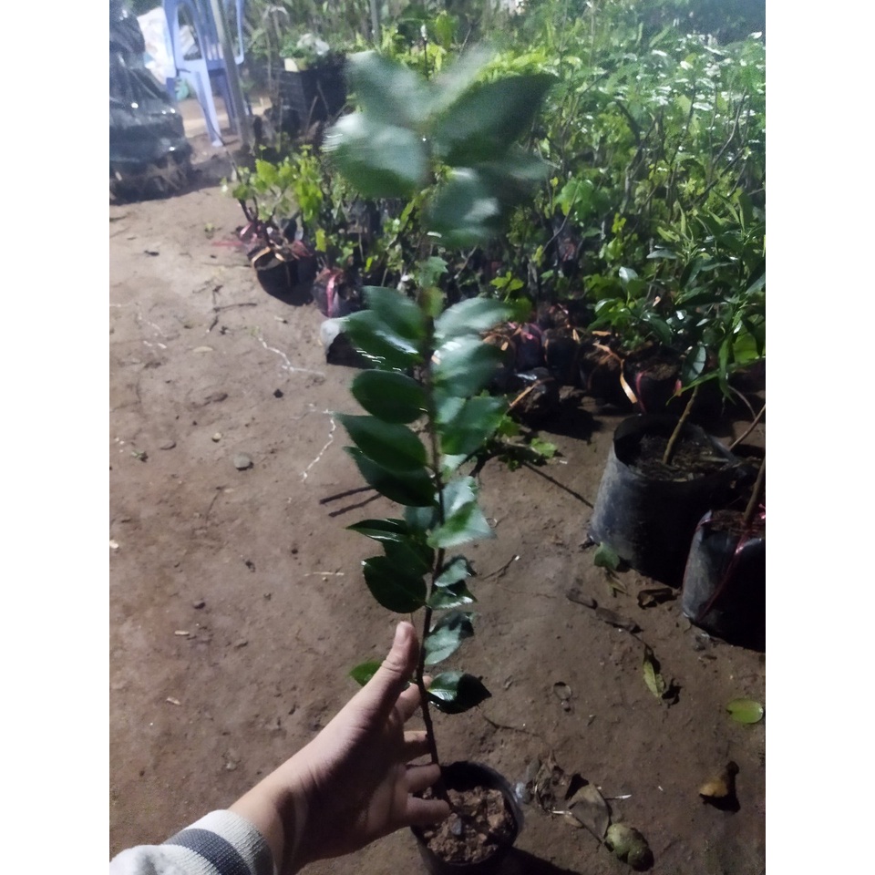 Cây Hoa Trà My Cao 20-60cm