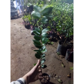Cây Hoa Trà My Cao 20-60cm (ảnh thật số 2)