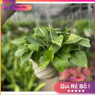 Cây Vạn Niên Thanh chậu treo,phù hợp để trang trí nội thất
