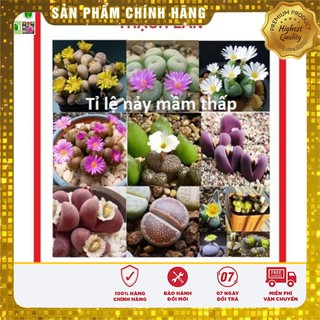 Hạt giống Cây Thạch Lan 5 Hạt