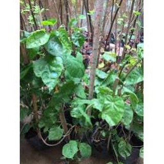 Cây giống hoa thiên lý