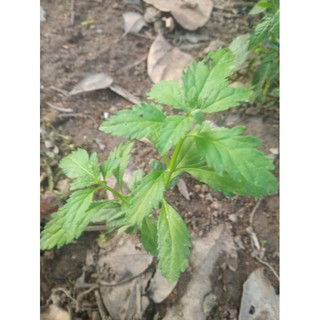 10 cây giống cam thảo đất