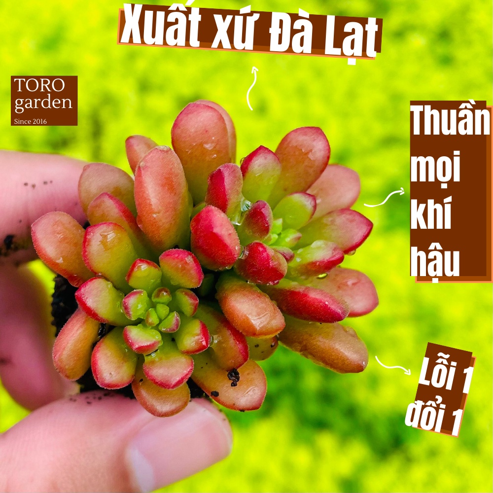 Sen đá sedum cam Đà Lạt size mini cây cảnh trang trí nhà cửa Toro garden