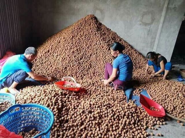 3 kg vải sấy bắc giang | BigBuy360 - bigbuy360.vn