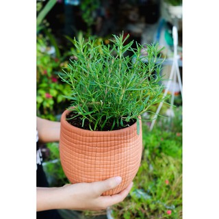 Cây Hương Thảo (Rosemary)