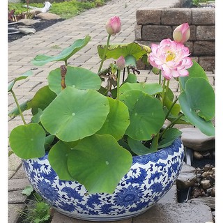 ComBo 10 HẠT HOA SEN NHẬ MINI MIX 7 màu