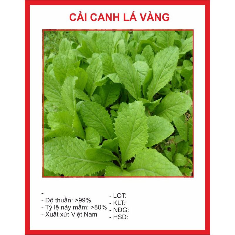Gói cải bẹ xanh 20g ngắn ngày