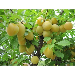 Cây mận vàng cao 50cm (Ảnh thật số 2).