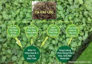 Cà Gai Leo tự nhiên 1kg