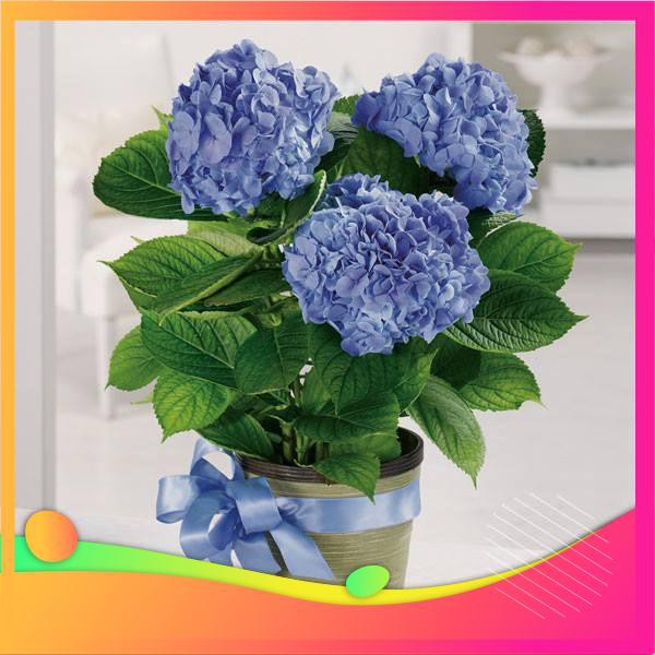 Hạt Giống Hoa Cẩm Tú Cầu Mix - 5 Hạt  VIETGAR