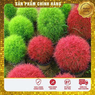 COMBO HẠT GIỐNG SIÊU TIẾT KIỆM LUCKY