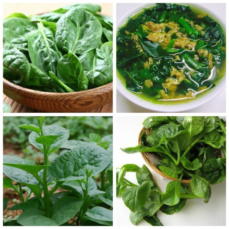 Hạt Giống Tốt Rau Mồng Tơi
