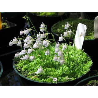 cỏ giấy lá nước ( cỏ nền tiền cảnh)  ( 1 tấc 10x6cm 200k)