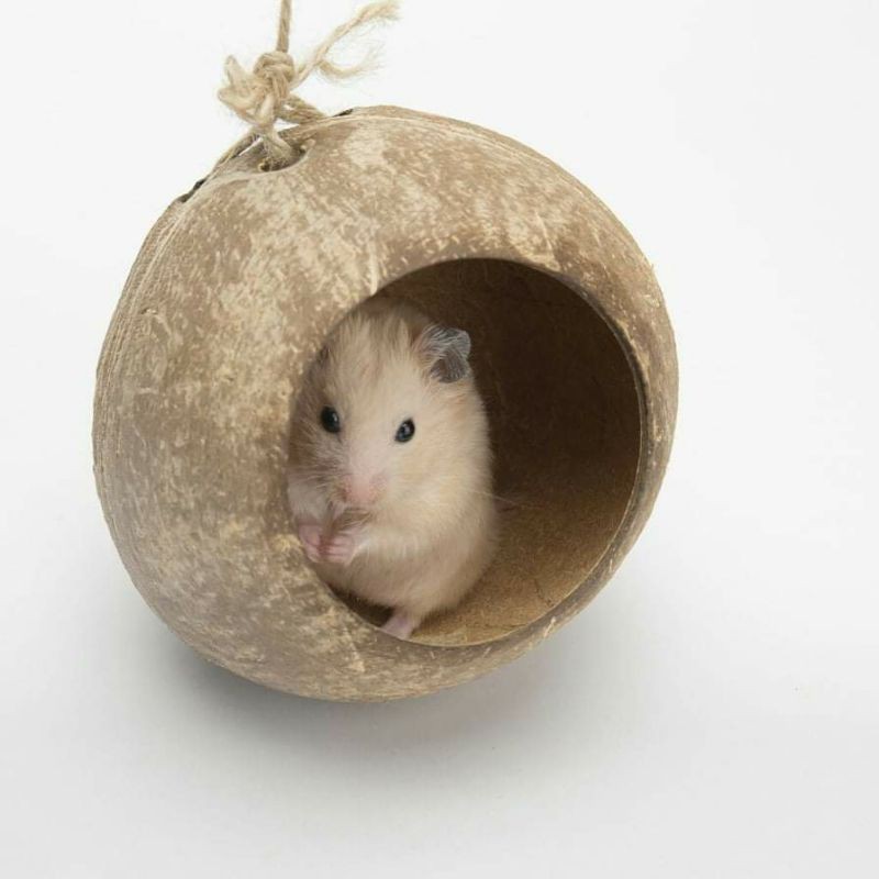 Thế giới gáo dừa cho hamster và thú cưng nhỏ