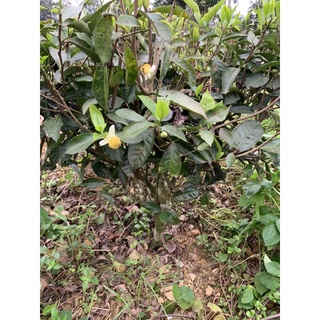 Cây chè cảnh + ( Uống nước )