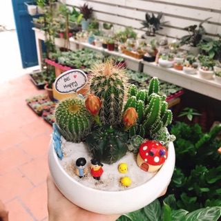Ang Tròn Trồng Sen Đá, Xương Rồng