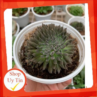 sen đá sedum đen trung🍏 |FREESHIP| 🔥 XỨ NÓNG, ĐÃ THUẦN KHÍ HẬU, KHOẺ ĐẸP 🍏 LỖI 1 ĐỔI 1