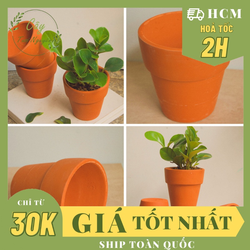 CHẬU GỐM LY GỜ (11.5x11cm)  (1 chậu), gốm đất nung, chậu cây cảnh mini, sen đá, xương rồng Cây Tươi Nguyên CTN0710