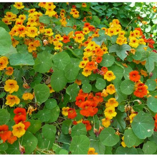 HẠT GIỐNG HOA SEN CẠN MIX ( TROPAEOLUM MAJUS ) [shop uy tín]