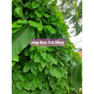 (Đặt trước, hôm sau hái giao. Ngày CN không hái) LÁ SƯƠNG SÂM trơn/láng.
