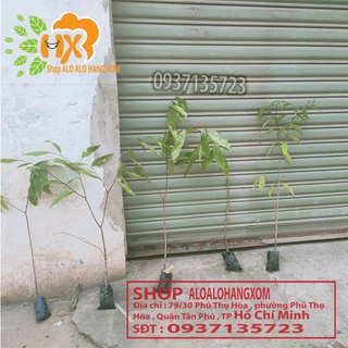 cây gió bầu cây giống-combo 5 cây