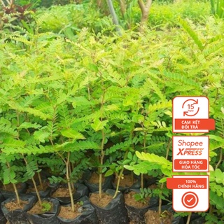 Cây bồ kết giống cao từ 15 - 20cm