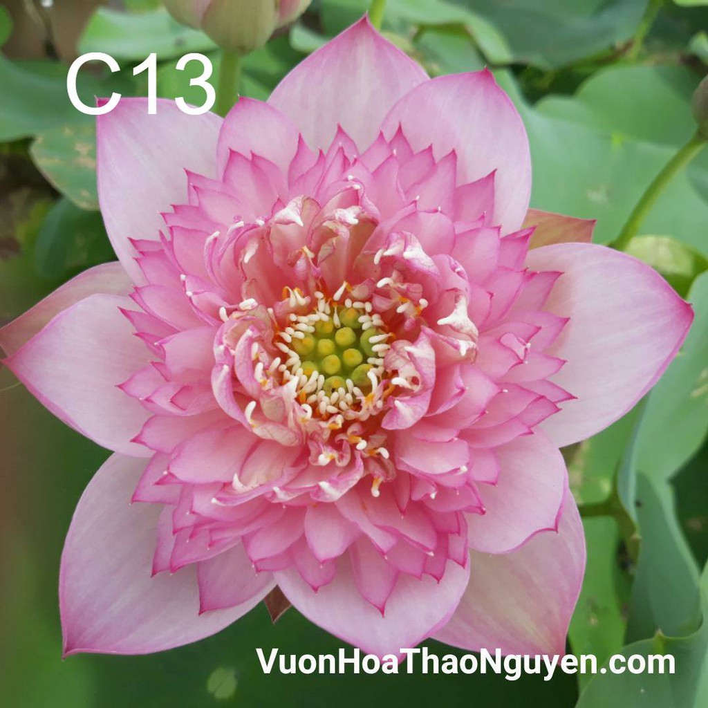 Củ sen màu hồng Lucky Pink C-13