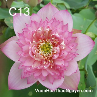 Củ sen màu hồng Lucky Pink C-13