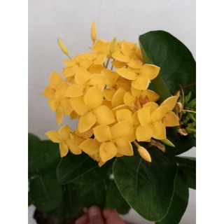 mẫu đơn pháp vàng 1 cốt