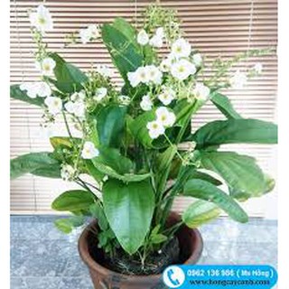 cây bách thủy tiên