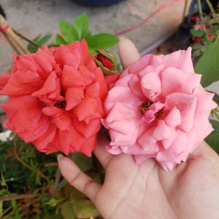 Hồng cổ Tàu (hồng cổ Trung Quốc)