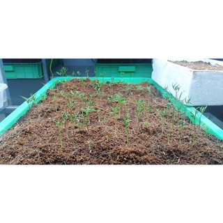 Củ Nhân Sâm Giống Hàn Quốc
